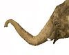 Elephant Thong