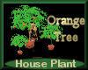 [my]Plant Orange Tree