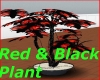 Red & Black Plant