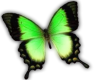 ~TK~GREEN butterfly