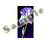 C - Purple Lily