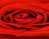 Lilith Flower Avatar