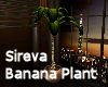 Sireva Banana Plant 