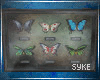 Butterfly Display V5