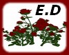 E.D LOVE ROSE