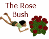 The Rose Bush