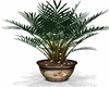 POTTED PLANT6