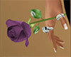 Purple Rose in Hand 2 F