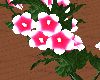 LW - Lavatera Bush 6