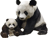 Mam & Baby Panda