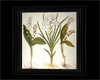 Botanical Lily Art