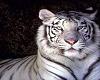 White Tiger picture 3