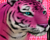 [TN] Pink Tiger Pet