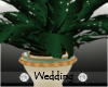 Allure Wedding Plant