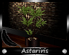 [Ast] Brunette Plant