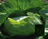 (B) cabbage bg