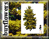 Pine tree