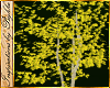 I~Aspen Gold Birch Tree