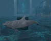 Under Sea Dolphins