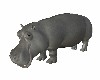 Animal Kingdom Hippo