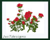 Red Rose Plants