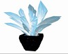 blue star plant