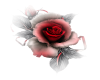 ::Shaded Rose:: {RH}
