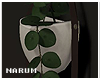3 Plants Set