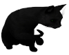 Ani. Black  Cat