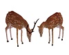 Deer Animated