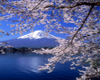 Mt.Fuji Sakura Backdrop