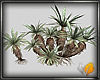 (ED1)Desert plant