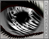 tr| Eyes : Zebra