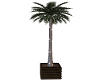 De Beach Deco Palm