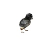 Plymouth Rock Baby Chick