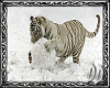 ~DD~ White Tiger Pic 3