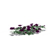 {LS} Purple Roses