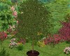 Lawn-Garden Apple Tree