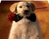 pup and rose pic