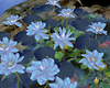 light blue lotus