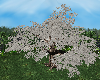 Big Burtha White Oak
