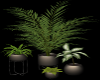 plants set of 4