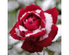 Sparkle Red White Rose