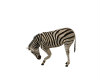 (SS)Zebra