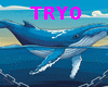 TRYO-PAUL WATSON