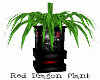 Red Dragon Plant