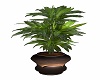 COUNTRY HOUSE PLANT