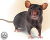 ♕ The Rat