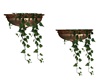 Wall Vines