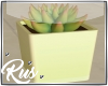 Rus: succulent plant 2